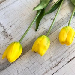  Kreatv Tulipn klasszikus szlas srga leth