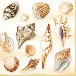  Ambiente Szalvta papr 20db-os Shells